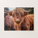 Search for highland cattle puzzles Livestock