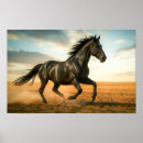 Search for black stallion horse posters Beautiful