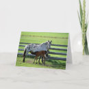Search for appaloosa horse cards Farm