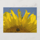 Search for bumble bees horizontal postcards Yellow