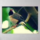 Search for finches posters Australia
