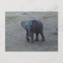 Search for savannah horizontal postcards Elephant