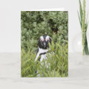 Search for colonies cards Wildlife