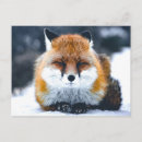 Search for wild fox postcards Animals