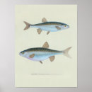 Search for vintage fly fishing art Retro