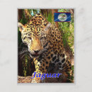 Search for belizean postcards Souvenir