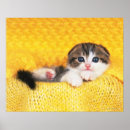 Search for cat breed posters Animal