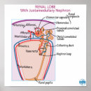 Search for surgical art Anatomy