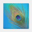 Search for tail feathers magnets Bird