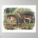 Search for new forest posters Woodland