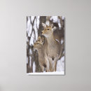 Search for does canvas prints Wildlife