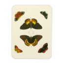 Search for brights magnets Butterflies