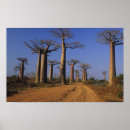 Search for baobab posters Madagascar