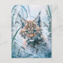 Search for lynxes postcards Wildlife