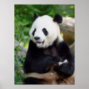 Search for panda eating bamboo posters Pandas