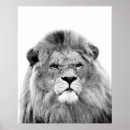 Search for african lion posters Black and white