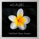 Search for medicinal herbs posters Flower