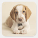 Search for beagle puppy stickers Photography