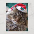 Search for maine coon cat christmas cards Xmas