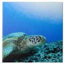 Search for sea turtle tiles Sealife