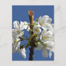 Search for spring bloom postcards Nature photography
