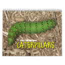 Search for chrysalis Pupa