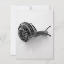 Search for digital animals postcards Photography