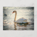 Search for beak postcards Animals