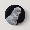 Search for cockatoo badges Birds