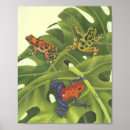 Search for dart posters Rainforest