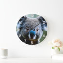 Search for koala clocks Australian