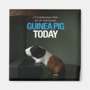 Search for guinea magnets Piggy