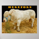 Search for hereford posters Bull