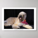 Search for wheatens posters Puppy