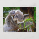 Search for koala baby postcards Grey