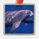 Search for cozumel christmas tree decorations Animal