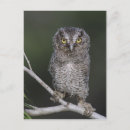 Search for otus asio United states