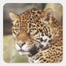 Search for jaguar stickers Wild