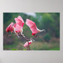Search for roseate spoonbill posters Ie