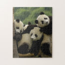 Search for panda puzzles Sichuan province