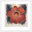 Search for canvas stickers Botanical