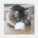 Search for shy magnets Cat