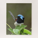 Search for variegated Photography