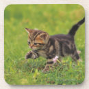 Search for selected barware Domestic animals