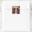Search for springer spaniel Birthday