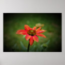 Search for coneflower posters Summer
