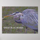 Search for blue heron posters Great blue herons