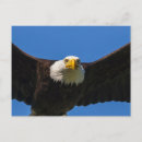 Search for eagle eyes postcards Bird of prey