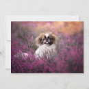 Search for pekingese dog cards Cute