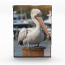 Search for pelican Wildlife